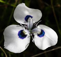 Image result for Moraea bella