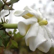 Image result for Gardenia ternifolia