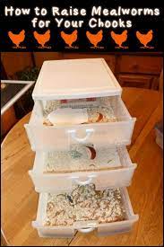 Raise Your Own Mealworms For The Chooks Your Projects Obn Meal Worms Raising Meal Worms For Chickens Meal Worms
