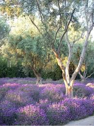 Lavender Fields At San Ysidro Ranch Santa Barbara Ca Olive Trees Landscape Lavender Garden Lavender Fields