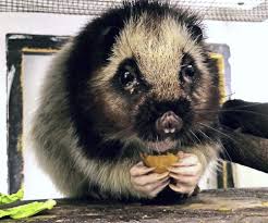 This is the only place in the world where the species can be found in the wild. Northern Luzon Giant Cloud Rat