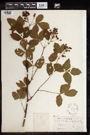 Image result for Rubus chapmanianus