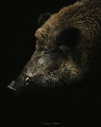 Hi my name is Lindsay! I am a wildlife photographer from the Netherlands  and this is what I shoot! Find more at my Instagram  instagram.com/lindsay.c.photography photographers of threads