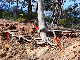 How Far And Deep Do The Roots Of A Spruce Grow Quora