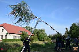 A májusfa, európai madár cseresznye, zelnice meggy néven ismeretes. Majusfa Alitasa Hidaskurt