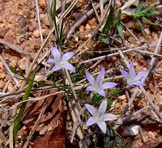 Image result for Wahlenbergia denticulata