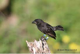 Peter and rosemary grant have been studying the phenomenon of speciation in darwin's finches for 35 years, using every technique available to them from molecular she is the coauthor, with peter r. How Gene Flow Between Species Influences The Evolution Of Darwin S Finches Eurekalert Science News