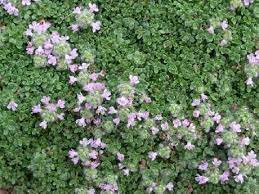 Elfin Creeping Thyme 25 Pots 3 1 2 In Creeping Thyme Thymus Serpyllum Rock Plants