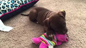 6 week old pitbull puppy weight