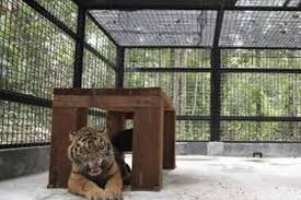 Maybe you would like to learn more about one of these? Perantara Jual Beli Satwa Langka Bisa Ambil Harimau Mati Di Ragunan Halaman All Kompas Com