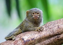 31 Pygmy Marmoset Facts Guide To Finger Monkeys Cebuella Pygmaea In 2020 Pygmy Marmoset Cute Animal Clipart Cute Animals Puppies