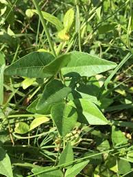 Image result for Vigna heterophylla