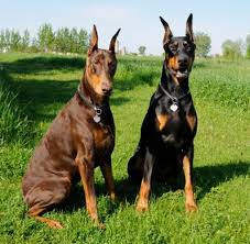 Top 10 Most Dangerous Dogs Dangerous Dogs Dogs Doberman