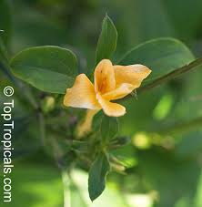 Image result for Barleria lugardii