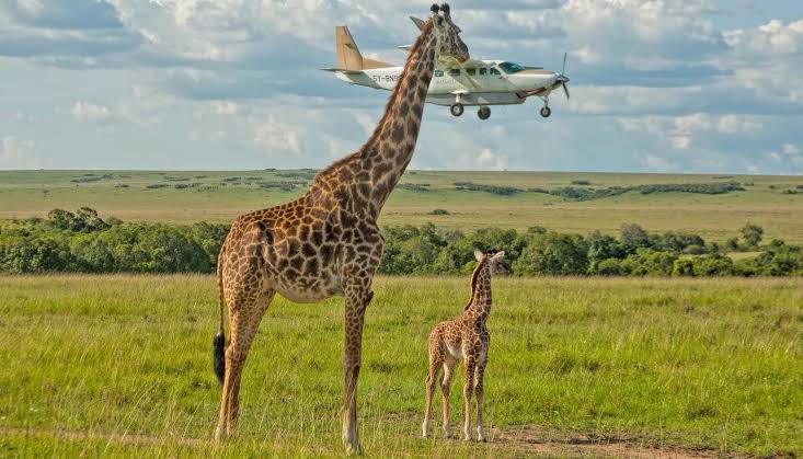A stunning, prize-winning photograph of a wild animal in its natural habitat.