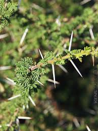 Image result for Acacia kirkii