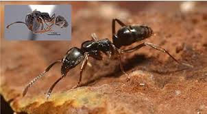 Deadly Asian Needle Ant Invasion: What You Need to Know