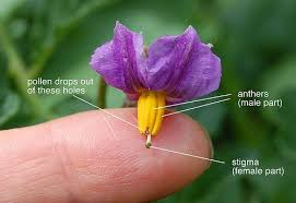 Each carpel includes an ovary (where the ovules are produced; Pin On Permaculture Living Sustainably