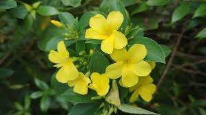 Image result for Reinwardtia indica
