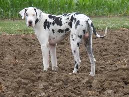 There are 237 harlequin great dane for sale on etsy, and they cost us$ 21.09 on average. Darby Plains Danes Harlequins Mantles Merle And Black Harl Bred Blacks Puppies