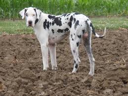 Americanlisted features safe and local classifieds for everything you need! Darby Plains Danes Harlequins Mantles Merle And Black Harl Bred Blacks Puppies