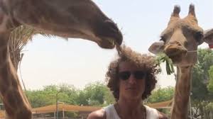 We did not find results for: Zum Anbeissen Giraffe Lasst Sich David Luiz Haare Schmecken Eurosport