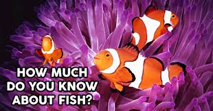 No matter how simple the math problem is, just seeing numbers and equations could send many people running for the hills. How Much Do You Know About Fish Quizpug