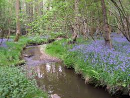 Pin On New Forest Hampshire