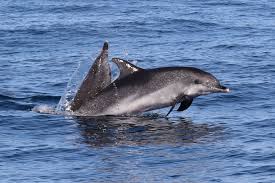 Image result for Faroa affinis