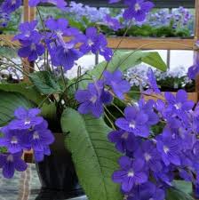 Image result for Streptocarpus sp.nov. aff. S. grandis