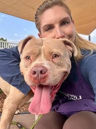 Adopt or foster a young stray boy at Seaaca shelter in Downey, CA