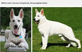 The white german shepherd has good pedigree! German Shepherd Coat And Color Varieties Pethelpful