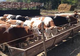 Savesave program angus x baltata romaneasca for later. Baltata