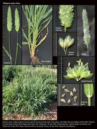 Image result for Phalaris