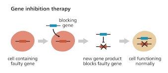 What Is Gene Therapy Facts Yourgenome Org