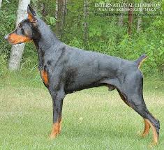 Doberman Pinscher Pictures Minnesota Breeders Dads Doberman Pinscher Puppy Doberman Dogs Doberman