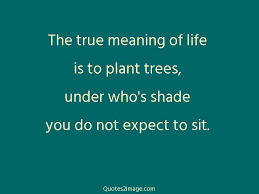Most of the tree planting quotations and captions are from famous authors like warren buffett and afeni shakur. Plant Page 1 Quotes 2 Image