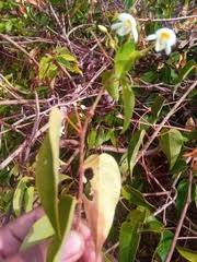 Image result for Baphia multiflora