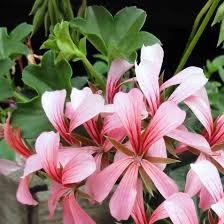 Their common names reflect these similarities Pelargonium Peltatum Hybriden
