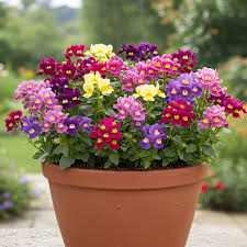 Image result for Nemesia