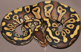 26 Types Of Ball Pythons Morphs Clubfauna