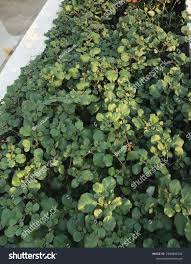 Image result for Trianthema portulacastrum