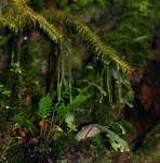 Image result for Huperzia dacrydioides