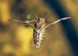 Image result for Corixidae