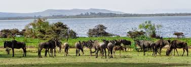 Lake naivasha resort 3 stars is located at moi southlake road, off mai mahiu road in naivasha only in 4.7 km from the centre. Wildebeest Safaris Ltd Lake Naivasha