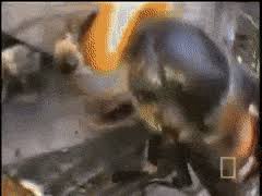 Share the best gifs now >>> Top 30 Japanese Hornet Gifs Find The Best Gif On Gfycat