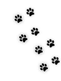 Kedi Patisi Icin 13 Fikir Kedi Desenler Cizimler
