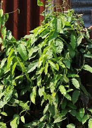 Image result for Tiliacora