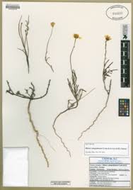 Image result for Bidens buchneri