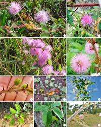 Image result for Mimosa diplotricha